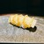 鮨ノ蔵 - 料理写真:イカ