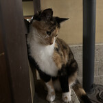 鹿教湯 三水館 - 