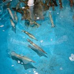 函館朝市 駅二市場 活いか釣り広場 - 