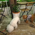 クレセーラ - そこにモア君登場ですが・・