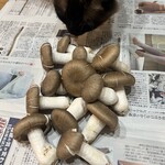 道の駅 京丹波 味夢の里 - とりあえず新聞紙に包んで保存   愛猫もデカいしめじが気になるようだ(*´艸`)    新聞紙右上にお尻のの広告が…(///ω///)