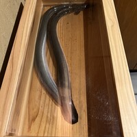 にょろ助 銀座 - 