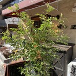 フライング ピッグ - 