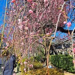 彩華 - 帰りに亀戸天神社の梅をみてきました、かわいくていい香りがたまりません