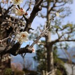 伊藤家のつぼ - 