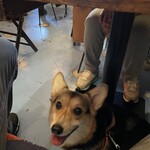 R-S - テーブル下の愛犬