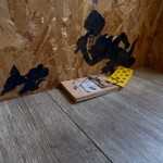 ハングリーウルフ - 