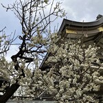 うさぎや - 近くの湯島天満宮の梅の花は美しい！