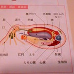 元祖たこ料理 保乃家 - たこの図解