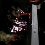 元祖たこ料理 保乃家 - 水槽のたこ