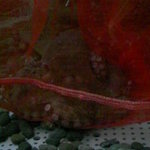 元祖たこ料理 保乃家 - 生簀のタコ