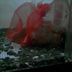 元祖たこ料理 保乃家 - 生簀タコ二匹