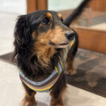 Hounds Cafe Leon - 