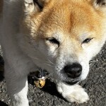 串焼き BUBU-TON - 