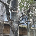 本むら庵 - お庭の桃が咲いてました！