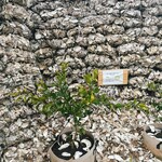 的矢かきテラス - 