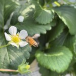 姫路ハートフル観光農園 - 