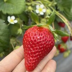 姫路ハートフル観光農園 - 