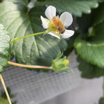 姫路ハートフル観光農園 - 