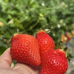 姫路ハートフル観光農園 - 