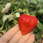 姫路ハートフル観光農園 - 