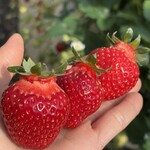 姫路ハートフル観光農園 - 