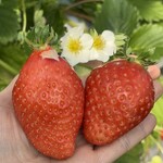 姫路ハートフル観光農園 - 