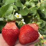 姫路ハートフル観光農園 - 