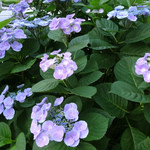 ビストロ　アンコニュ - 梅雨の晴れ間 in June 2014