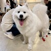 Samoyed Lounge moffu