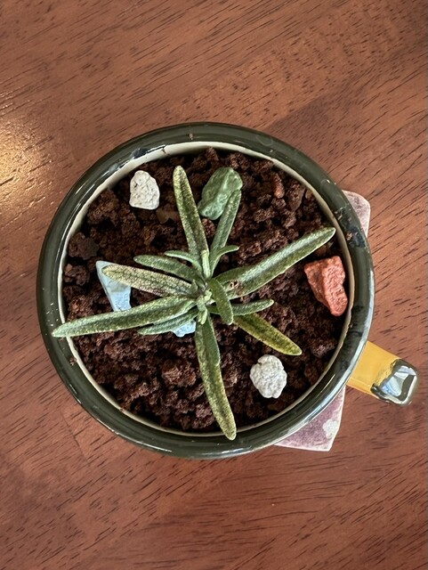 cafe-trick or treat photo 3