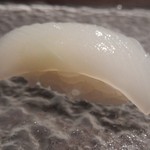 Sushi Dining Kugi - ⑨握り：いか