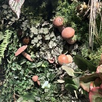 Shangri-La's secret ROPPONGI - 