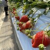 大竹いちご園
