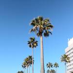 オールデイダイニング カリフォルニア - 帰りはお散歩して必死にカロリー消費ww