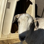 金子牧場 - 八助さん