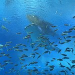 オーシャンブルー - 