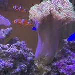 中国料理 盤古殿 - 