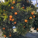 ルルソンキボア - 