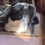 ガレージ ブルーベル - 