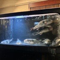 泳ぎとらふぐ活蟹料理 あじ平 曽根崎 - 