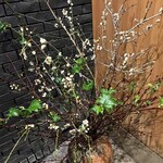 日本橋蛎殻町 すぎた - 2025年2月