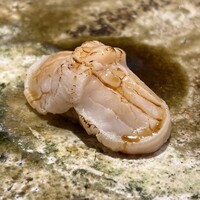 寿司 藤やま - 