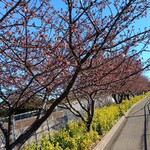 ラビスタ - 三浦海岸桜祭り