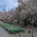ラビスタ - 三渓園観梅会