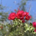 宮古きび茶屋 - 