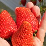 日研農園 - このサイズは感激