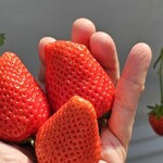 日研農園 - 大粒