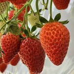 日研農園 - 高設栽培