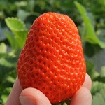 日研農園 - 橙色の輝き